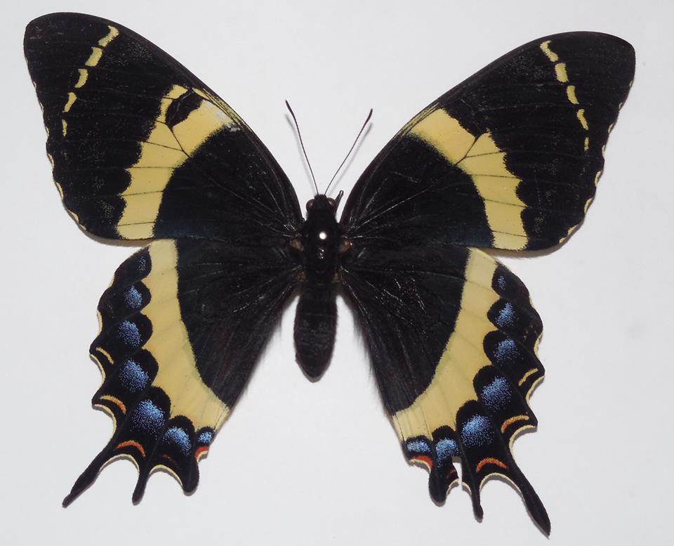 Papilio garamas garamas female (aberration) Internet Image property of respective owner, non-commercial use only